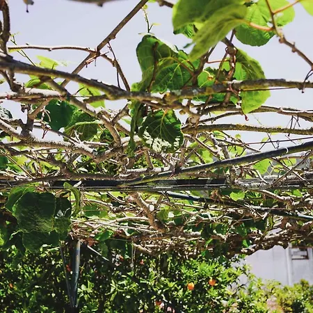 Casa Do Avô Horácio